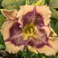 Hemerocallis Design Spider -H päevaliilia-