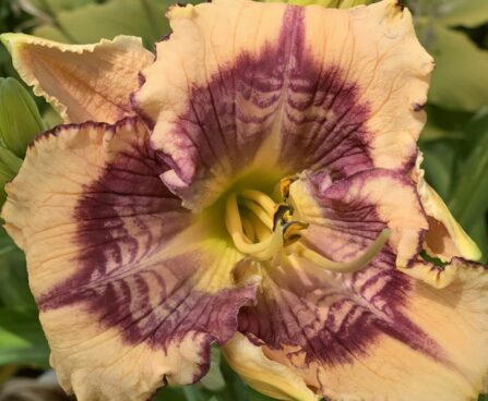 Hemerocallis Design Spider -H päevaliilia-