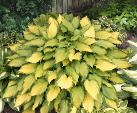 Hosta First Dance -H-