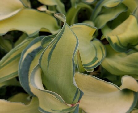 Hosta Gravity Rocks -D- 1