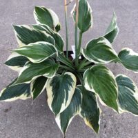 Hosta Hi-Class -H-