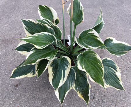 Hosta Hi-Class -H-