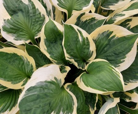 Hosta Karin -D- 5