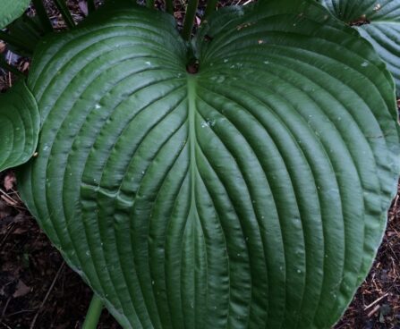 Hosta Lakeside Maverick -D-