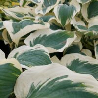 Hosta Orion's Belt -D- 2