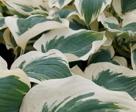 Hosta Orion's Belt -D- 2