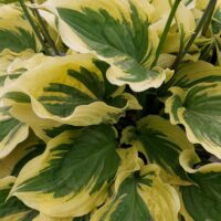 Hosta Paisley Border -D- 5