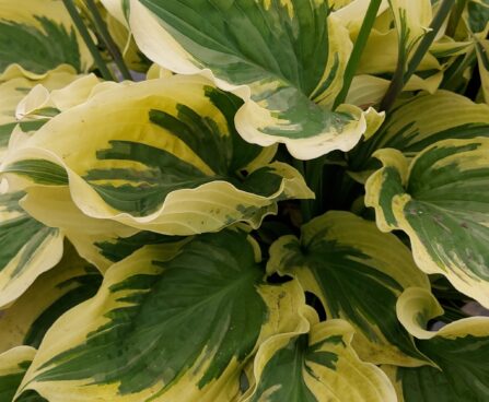 Hosta Paisley Border -D- 5