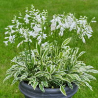 W:TOTAAL NIEUWLoek20150825