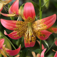 Lilium Fusion-2-D