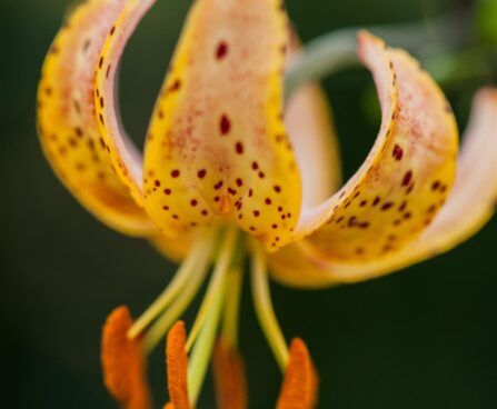 Lilium Guinea Gold-2-D