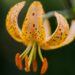 Lilium Guinea Gold-2-D