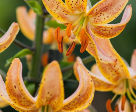 Lilium Guinea Gold-3-D