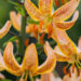 Lilium Guinea Gold-3-D