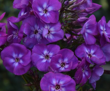 Phlox Adinda -D-leeklill