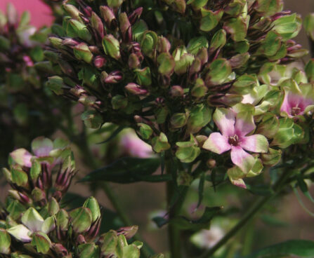 Phlox Mystique Green-4-D