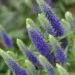 Veronica spicata `Ulster Blue Dwarf` D kassisaba