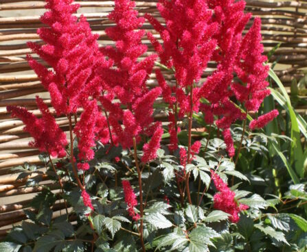 Astilbe-Fanal-7-D astilbe