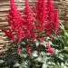 Astilbe-Fanal-7-D astilbe