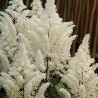 Astilbe-Rock-and-Roll-4-astilbeD