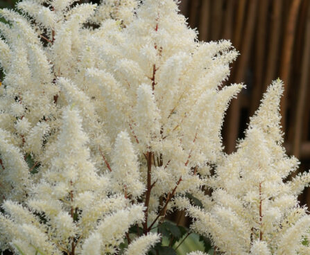Astilbe-Rock-and-Roll-4-astilbeD