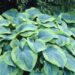 724_7221_Hosta_Tokudama_Flavocircinalis_1Photo_Darwinplants.jpg