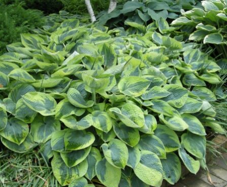 724_7222_Hosta_Tokudama_Flavocircinalis_Photo_Darwinplants.jpg