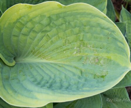 724_8608_Hosta_Tokudama_Flavocircinalis.JPG