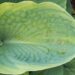 724_8608_Hosta_Tokudama_Flavocircinalis.JPG