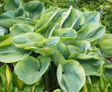 724_8609_Hosta_Tokudama_Flavocircinalis_2.JPG