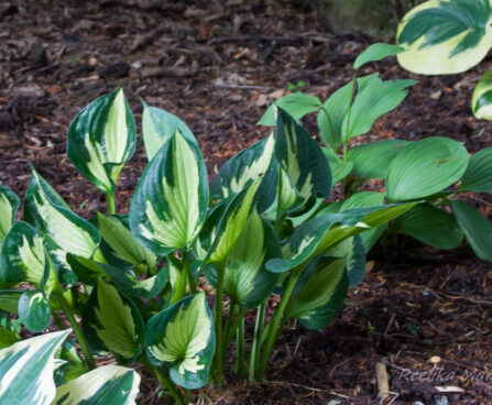 725_5522_Hosta_Whirlwind.jpg