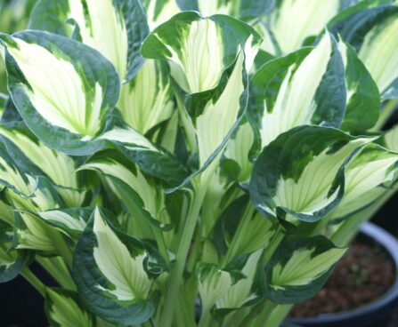 Hosta_Whirlwind-4-Darw.jpg