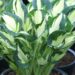 Hosta_Whirlwind-4-Darw.jpg