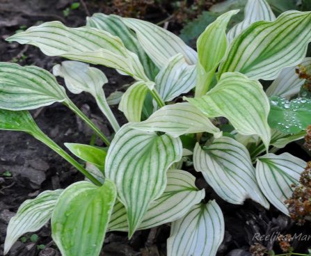 726_4379_Hosta_White_Feather.jpg