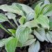 726_4379_Hosta_White_Feather.jpg