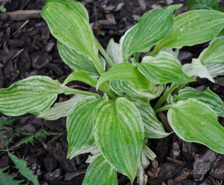 726_4380_Hosta_White_Feather1.jpg