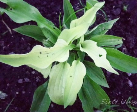 726_7296_Hosta_White_Feather_2.JPG