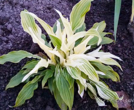 726_7297_Hosta_White_Feather.JPG