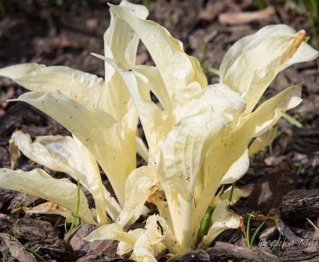 726_8431_Hosta_White_Feather.JPG