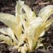 726_8431_Hosta_White_Feather.JPG