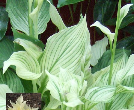 726_9418_Hosta_White_Feather-3-D-with_insert.jpg