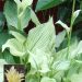 726_9418_Hosta_White_Feather-3-D-with_insert.jpg