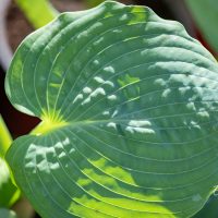 728_11015_Hosta_Elegans_________.jpg