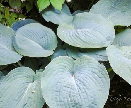 728_7393_Hosta_sieboldiana_Elegans________.JPG