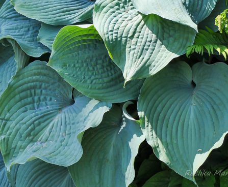 728_7730_Hosta_sieboldiana_Elegans___2.JPG