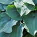 728_7730_Hosta_sieboldiana_Elegans___2.JPG