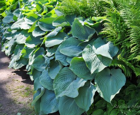 728_7731_Hosta_sieboldiana_Elegans__.JPG