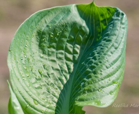 728_8298_Hosta_sieboldiana_Elegans___.JPG