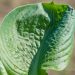 728_8298_Hosta_sieboldiana_Elegans___.JPG