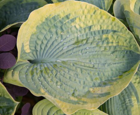 732_8842_Hosta_sieboldiana_Frances_Williams_.JPG